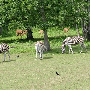 African Savannah, June 2022