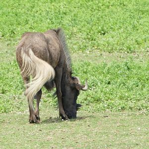 African Savannah, June 2022