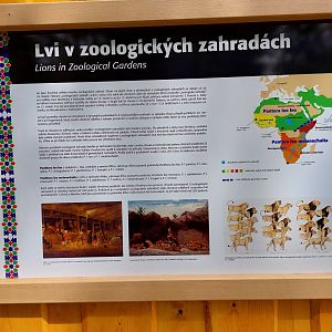 Lions in zoos education board