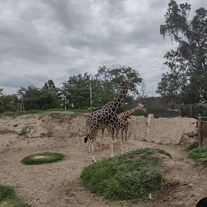 Reticulated Giraffe herd