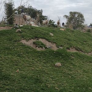 Scimitar Horned Oryx