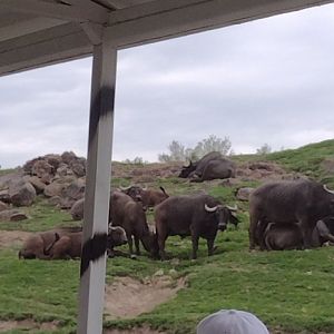 Cape Buffalo