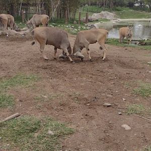 Eland sparring