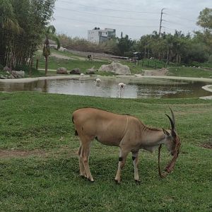 Female Eland