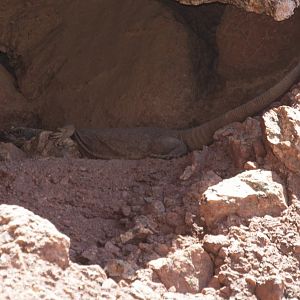 Chuckwalla