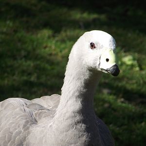 Cape Barren Goose - Zooparc de Beauval - 08/2017