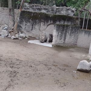 Southern White Rhino