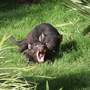 Tasmanian Devils - Zooparc de Beauval - 08/2021
