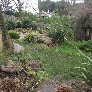 Tasmanian Devils' enclosure - Zooparc de Beauval - 01/2022