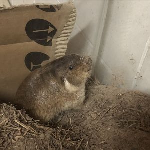 Pilar Tuco-tuco (Ctenomys pilarensis)