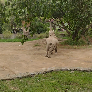 African elephant browsing