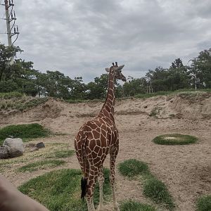 Female Reticulated Giraffe
