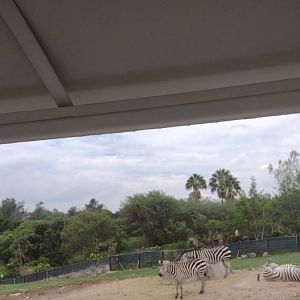Grant Zebra