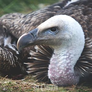 Ruppel's griffon vulture