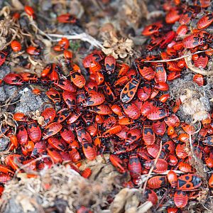 Firebug motherlode (Pyrrhocoris apterus)