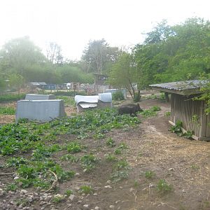 Sagnlandet Lejre - Boar exhibit