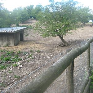Sagnlandet Lejre - Boar exhibit