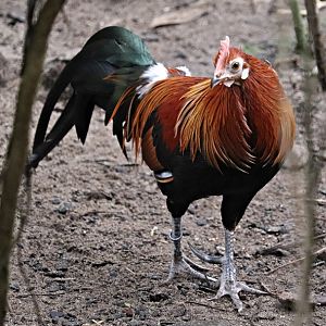 Cochin-chinese red junglefowl (Gallus gallus gallus), rooster