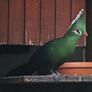 Livingstone's turaco (Tauraco livingstonii)