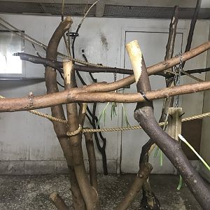 White-faced saki indoors