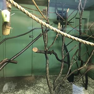 Red bellied lemur indoors