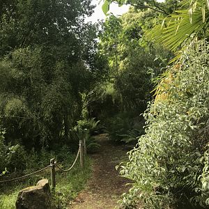 White faced saki walkthrough enclosure