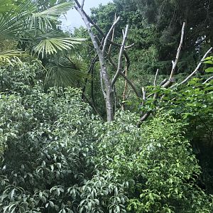 White faced saki walkthrough enclosure (2)