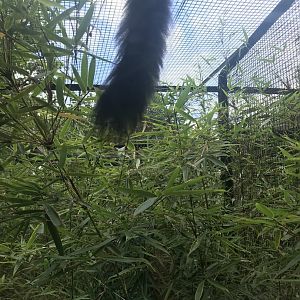 Red bellied lemur tail