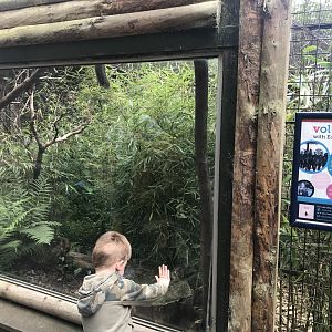 Red bellied lemur enclosure