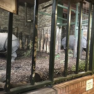 Upper Indian rhino indoors