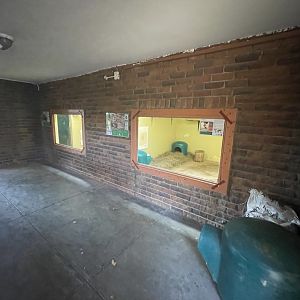 Serval and Black-footed Cat Indoor Enclosures (Leptailurus serval, Felis nigripes)