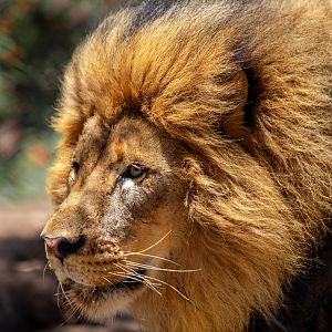 Ernest the African Lion