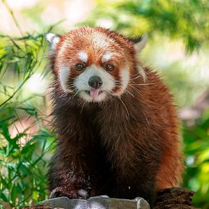 Red Panda
