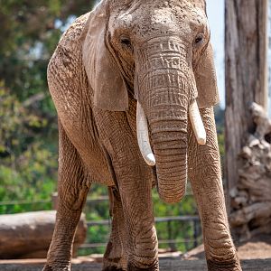 Shaba the African Savanna Elephant