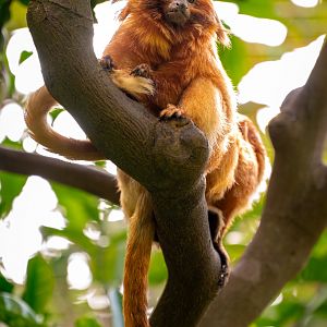 Golden Lion Tamarin
