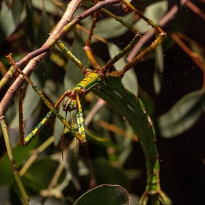 Goliath Stick Insect