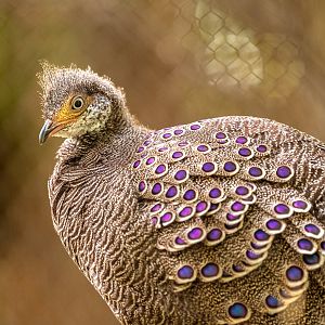 Grey Peacock Pheasant