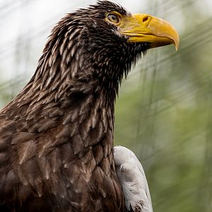 Steller’s Sea Eagle