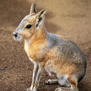 Patagonian Cavy