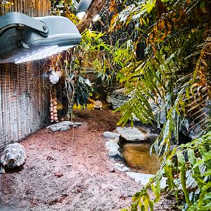 Burmese Starred Tortoise