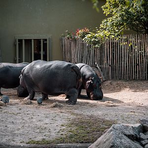 Hippos outside