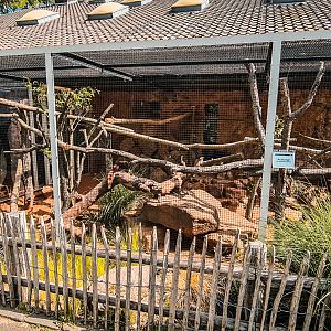 Madagascar ring-tailed mongoose outdoors