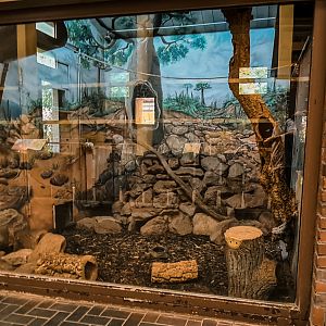Madagascar ring-tailed mongoose inside the griraffe house