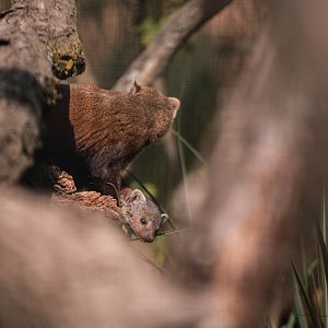 Madagascar ring-tailed mongoose with young