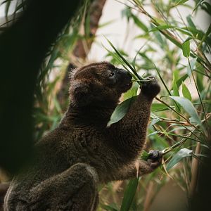Bamboo lemur