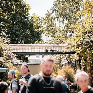 Outdoor lemur bridges (bamboo lemur)