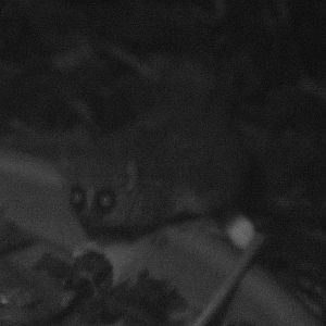 Goodman's mouse lemur (attempt)