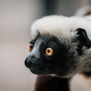 Coquerel Sifaka