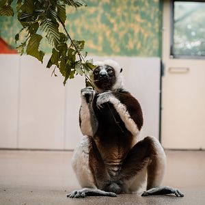 Sifaka eating