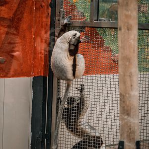 Both sifakas